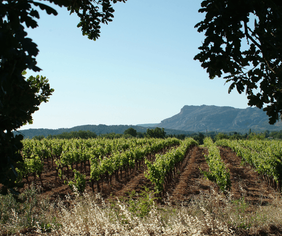 vignoble-canta-rainette